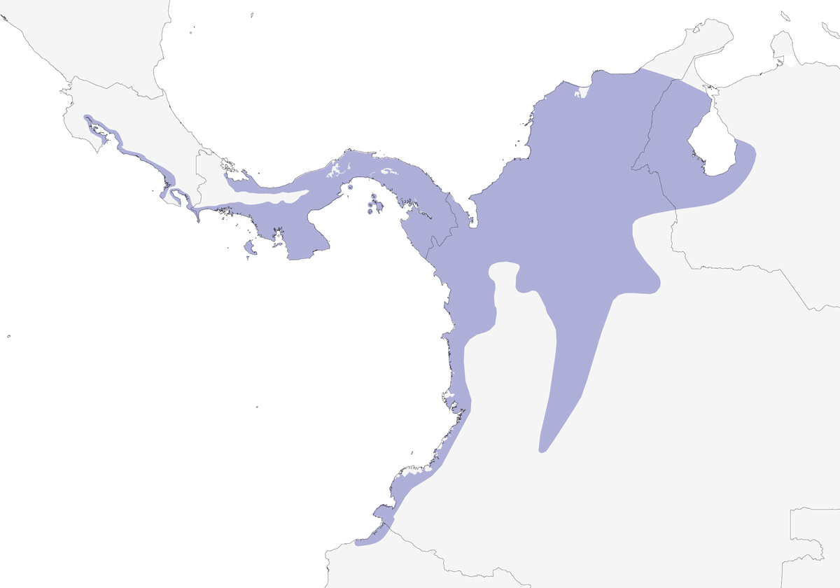 Panama Flycatcher, 分布 1