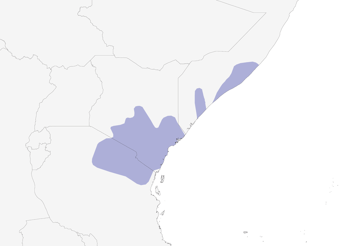 Sprone di Pangani, Distribuzione 1