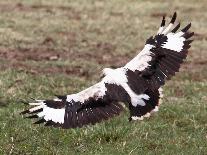Palm-nut Vulture (Gypohierax angolensis)