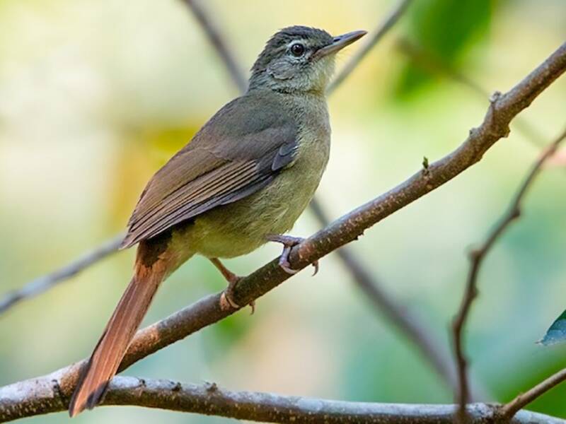 Pale-olive Greenbul