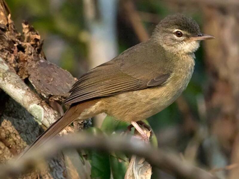 Pale-olive Greenbul, 照片 2