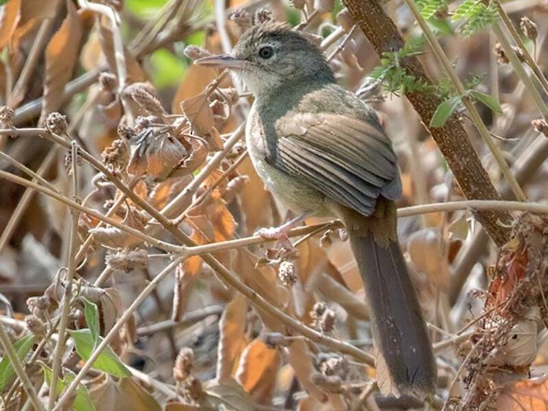 Pale-olive Greenbul, 照片 3