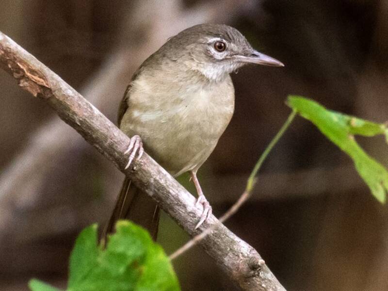 Pale-olive Greenbul, 照片 4