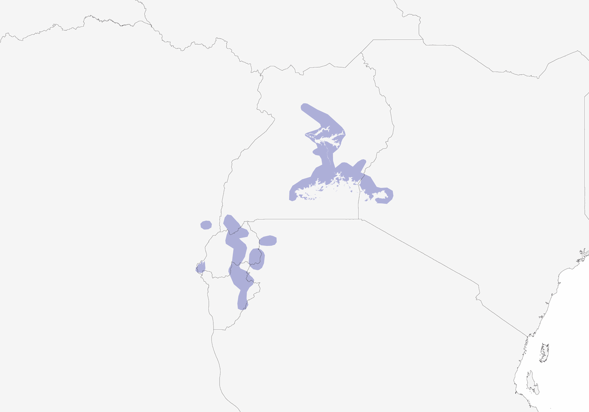 Serín Papiro, Distribución 1