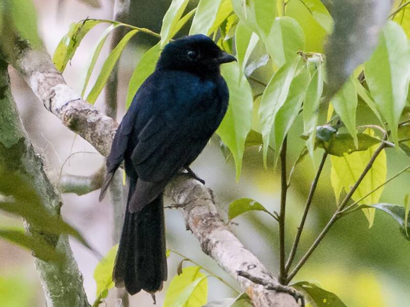 Drongo-Fächerschwanz, Fotos 2