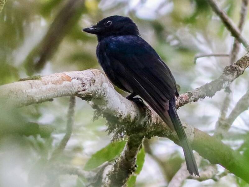 Drongo-Fächerschwanz, Fotos 4