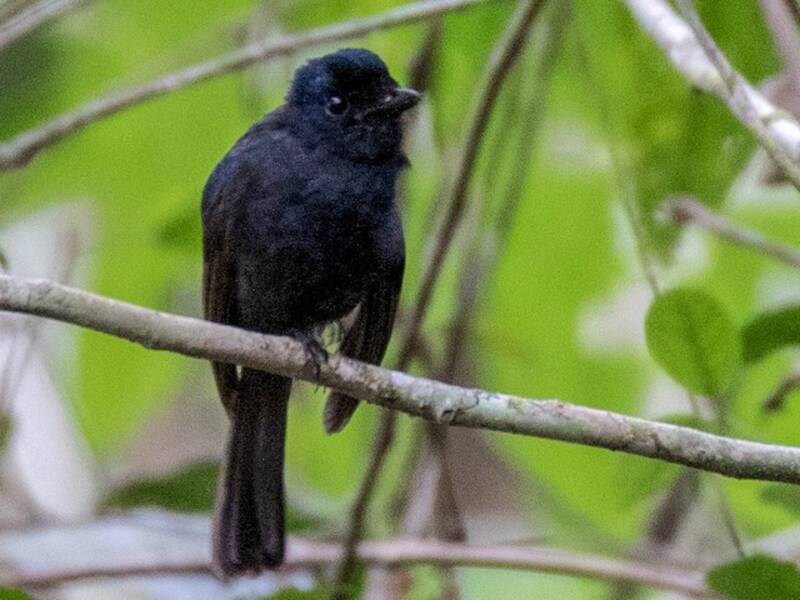 Drongo-Fächerschwanz, Fotos 3