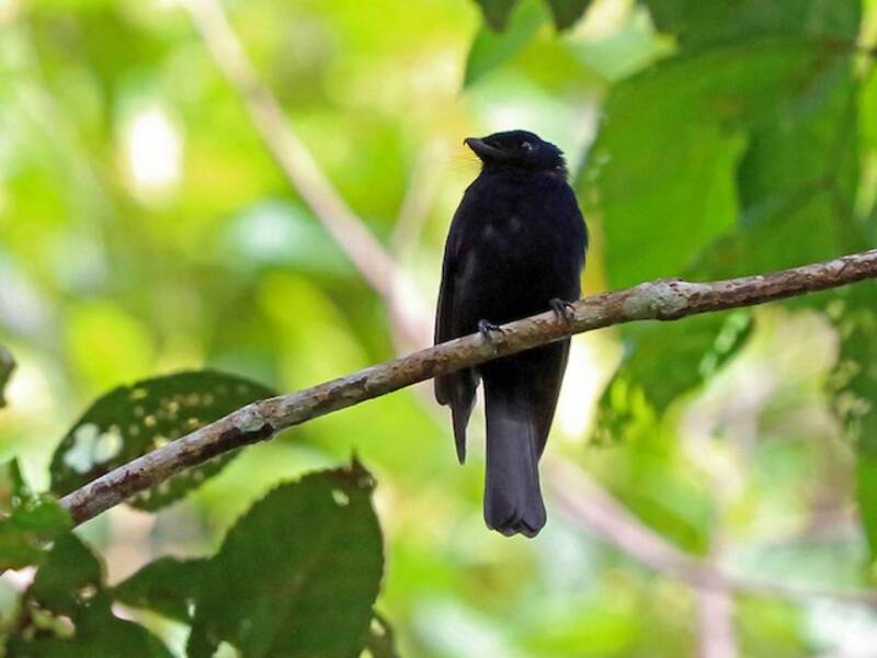 Drongo-Fächerschwanz