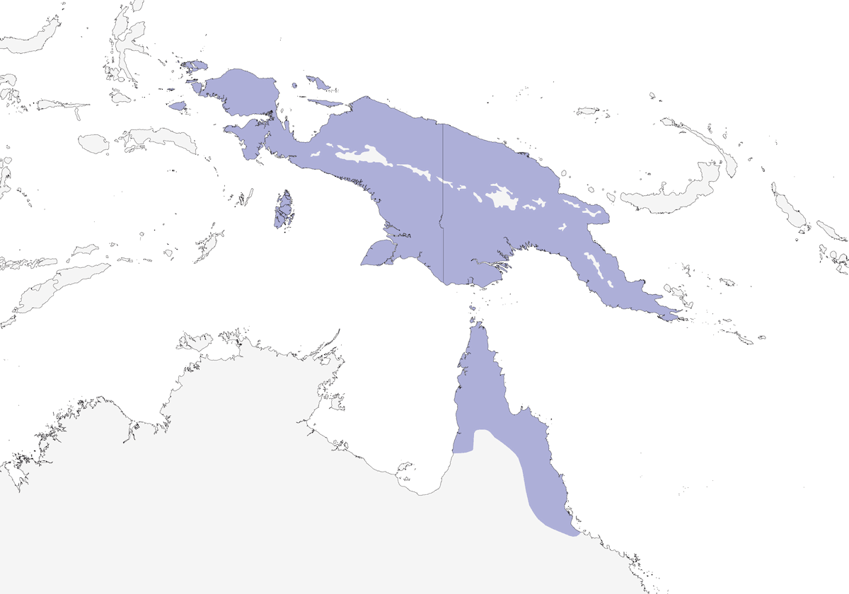 Podargo papú, Distribución 1