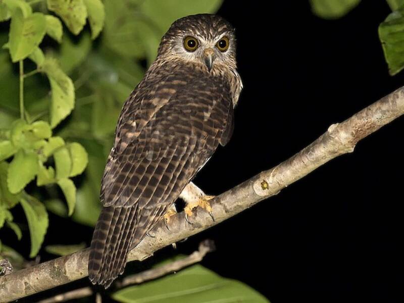 Gufo papua