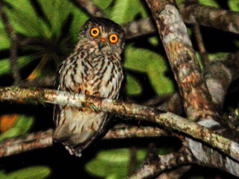 Gufo papua, Foto 3