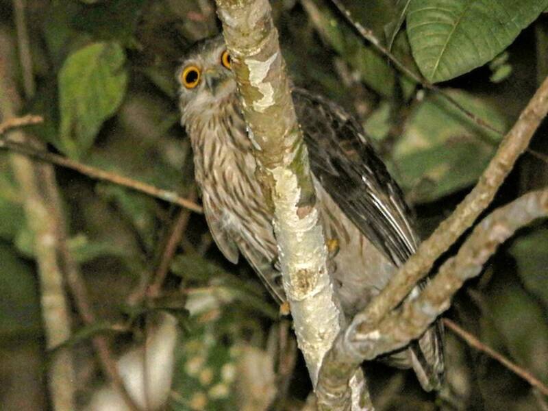 Gufo papua, Foto 4