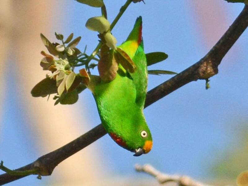 Papuan Hanging-Parrot, 照片 3