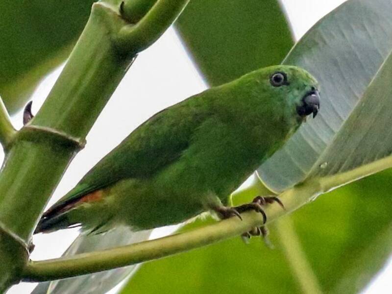 Papuan Hanging-Parrot