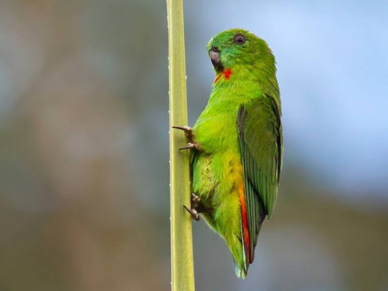 Papuan Hanging-Parrot, 照片 2