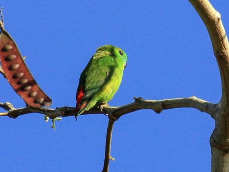Papuan Hanging-Parrot, 照片 4