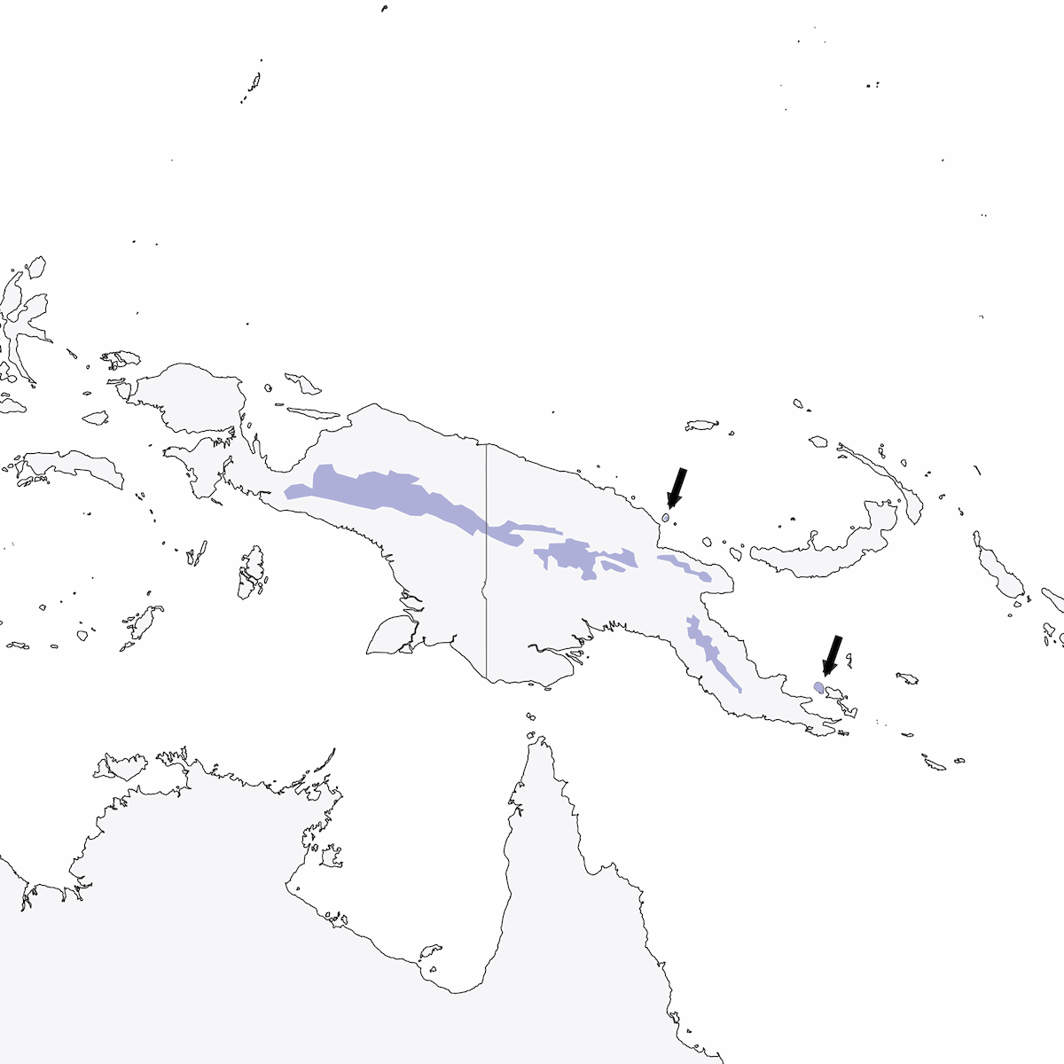 Zorzal Isleño Papú, Distribución 1