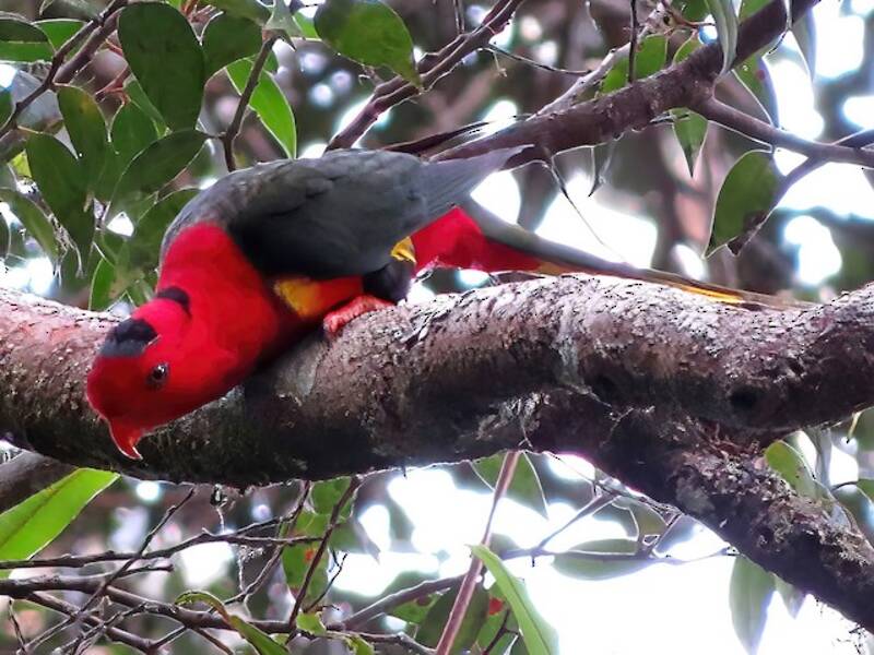 West Papuan Lorikeet, Photos 3