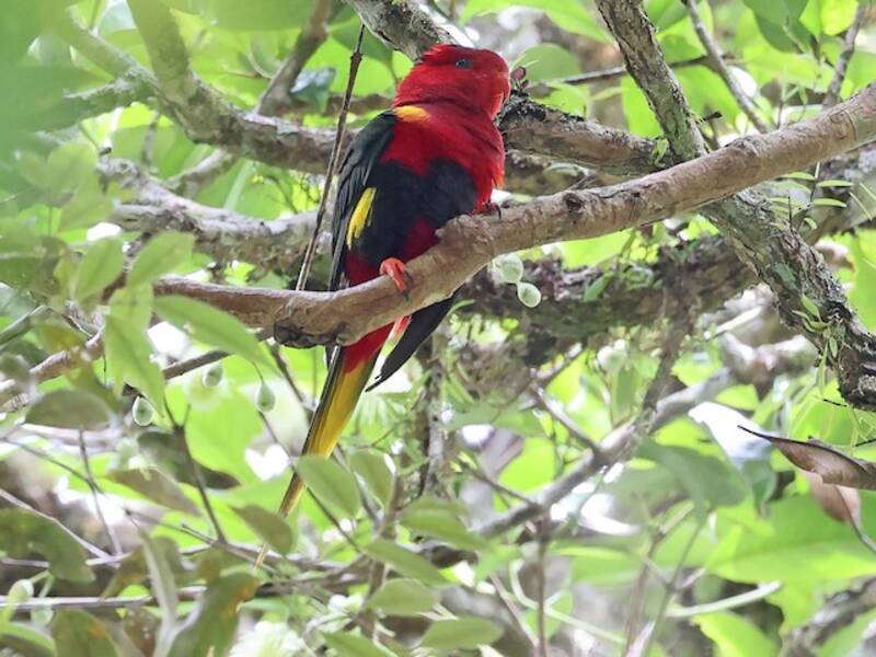 West Papuan Lorikeet, Photos 4