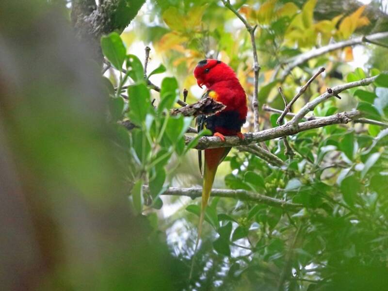 West Papuan Lorikeet, Photos 2