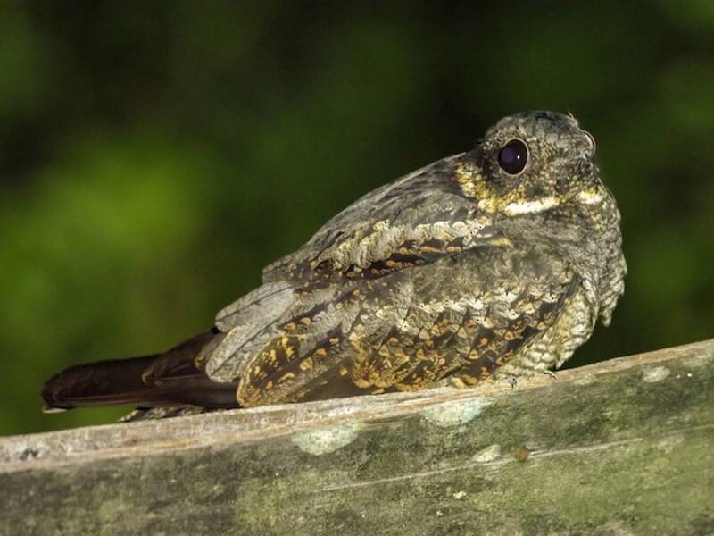 Succiacapre della Nuova Guinea