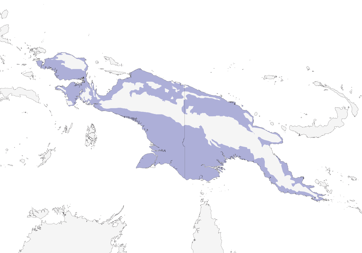 Succiacapre della Nuova Guinea, Distribuzione 1