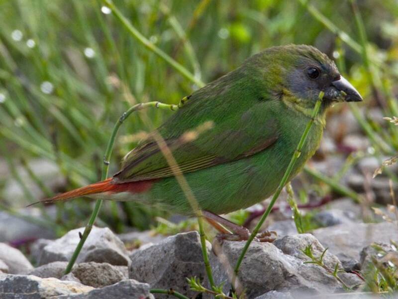 Papuan Parrotfinch, Photos 3