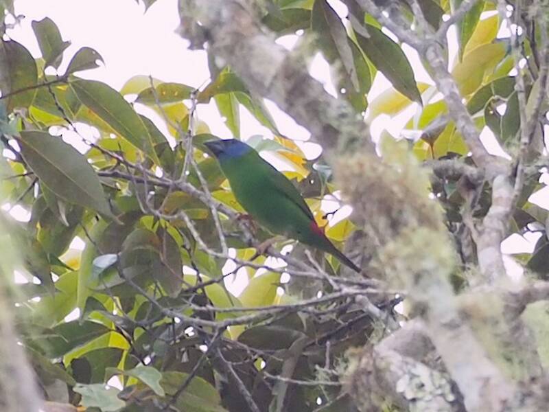 Papuan Parrotfinch, Photos 2