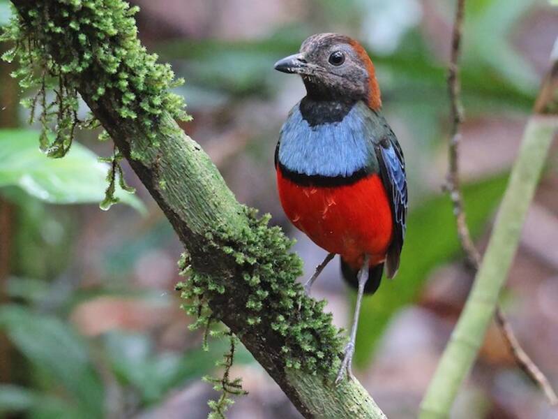 Papua-Pitta, Fotos 4