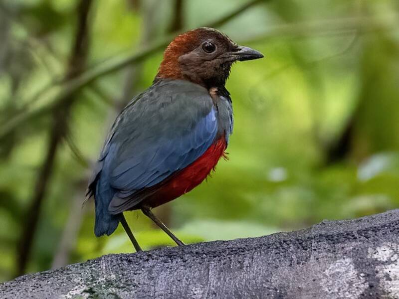 Papua-Pitta, Fotos 3