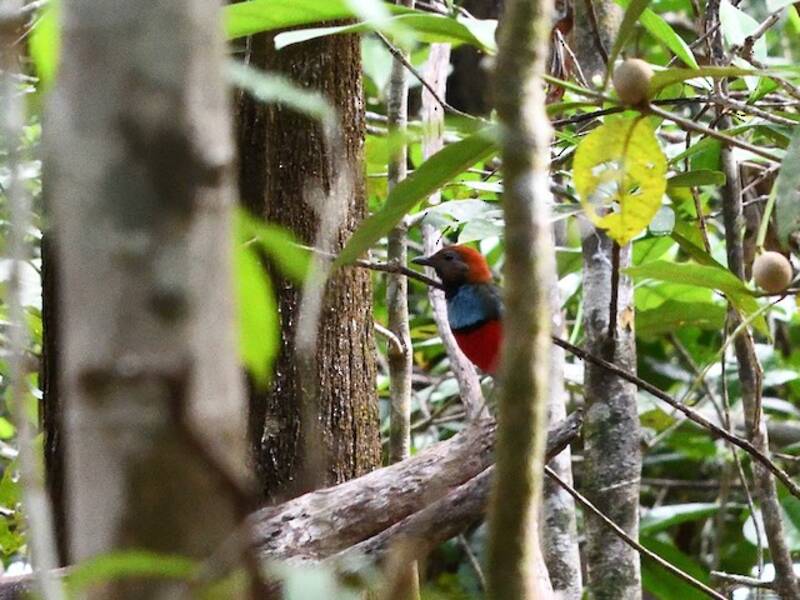Papua-Pitta, Fotos 2