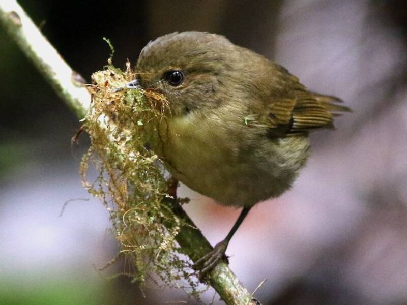 Papua-Dornsänger, Fotos 3