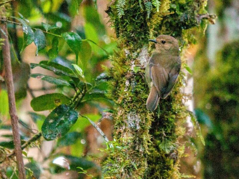 Papua-Dornsänger, Fotos 4