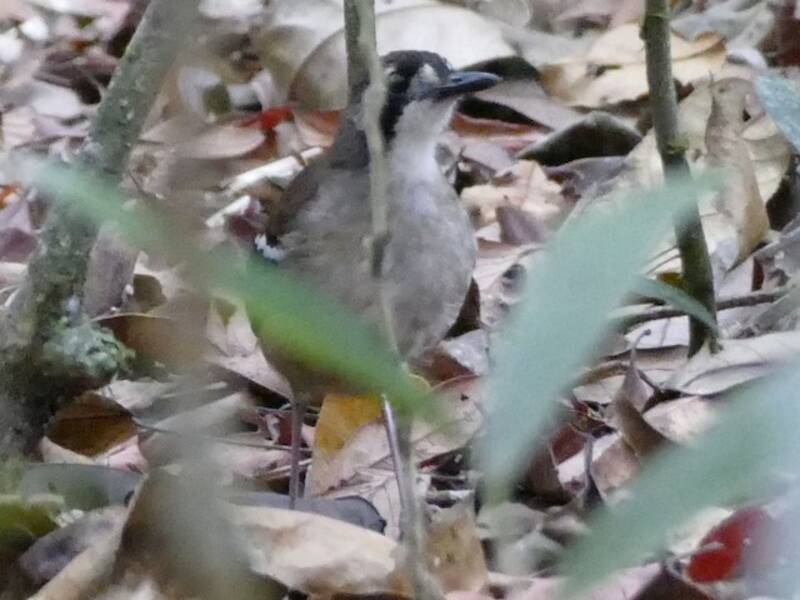 Papuan Scrub-Robin