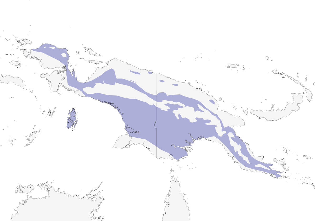 Papua-Buschschnäpper, Verbreitung 1