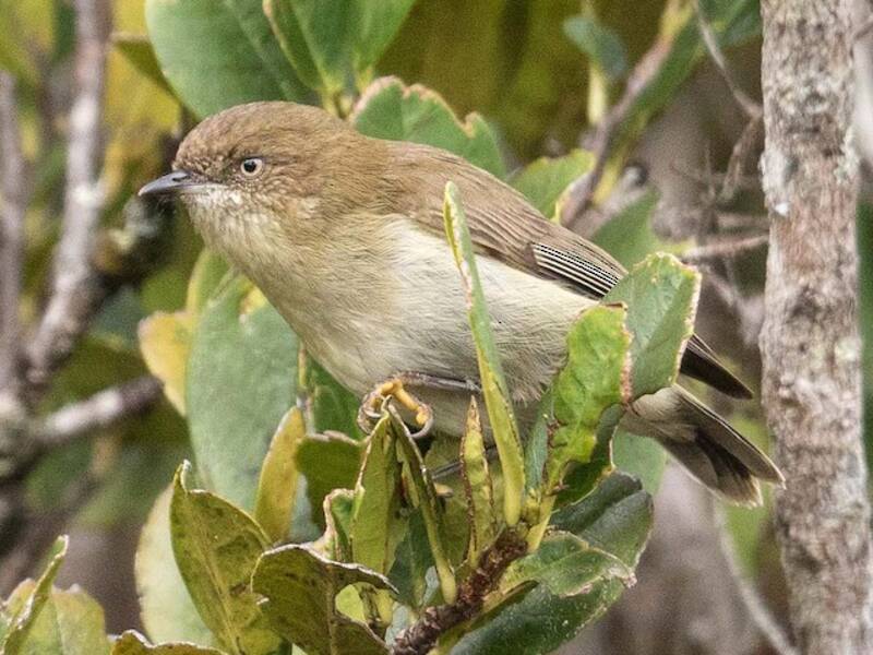 Acanthiza della Papua, Foto 4