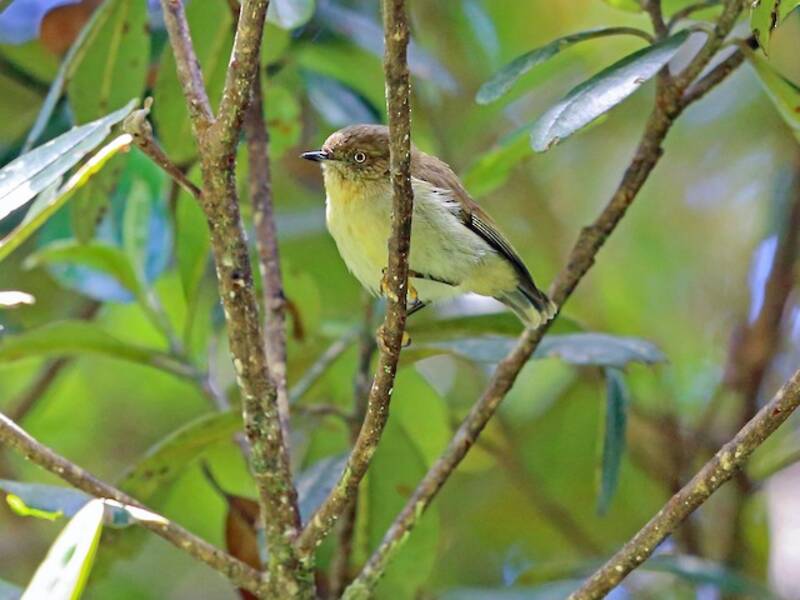 Acanthiza della Papua