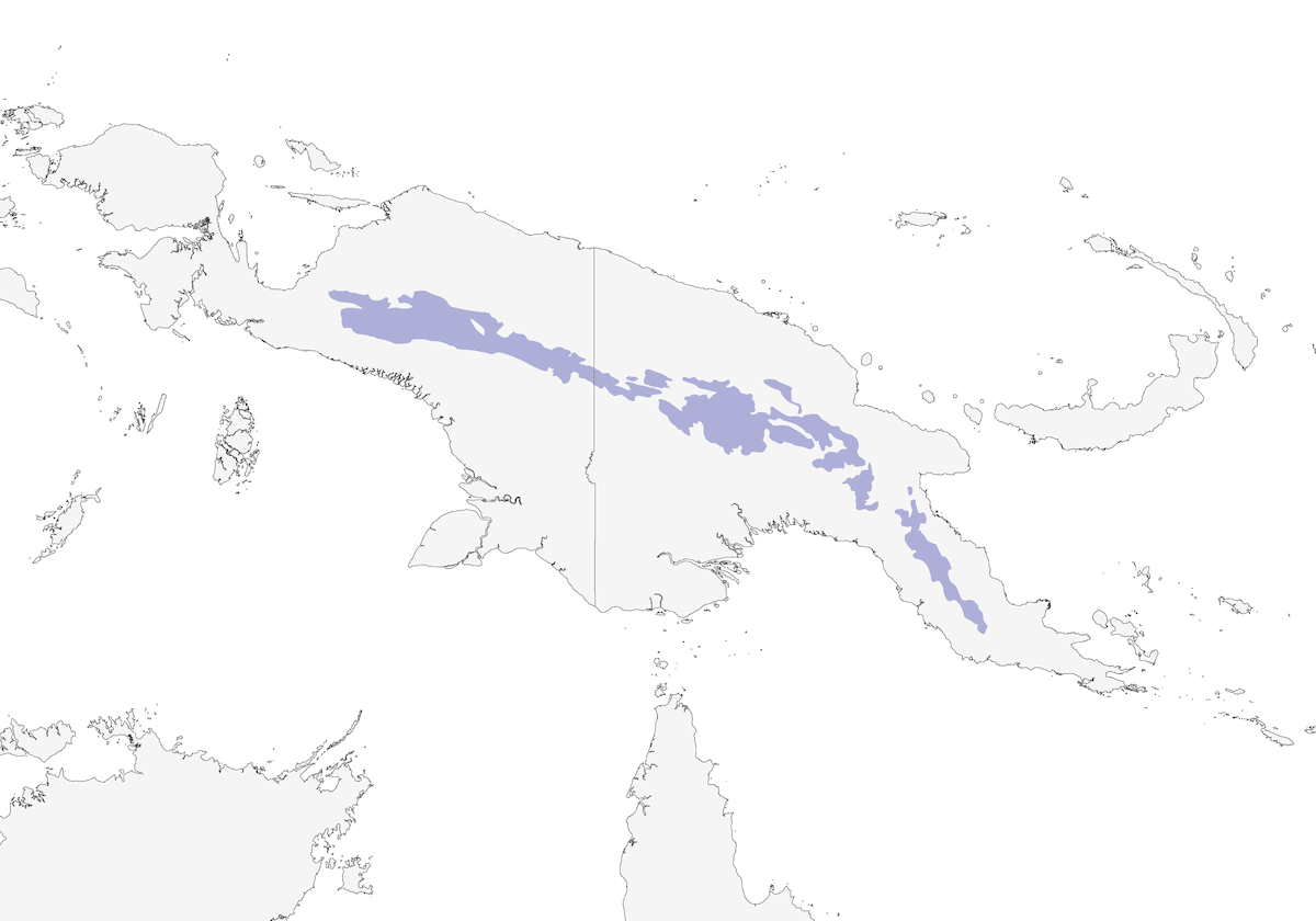 Acanthiza della Papua, Distribuzione 1