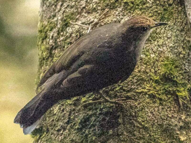 Papuan Treecreeper
