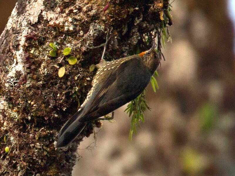Rampichino papua, Foto 4