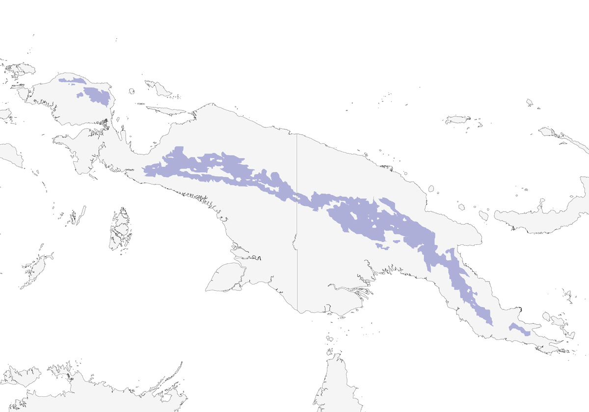 Rampichino papua, Distribuzione 1