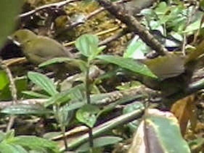 Frustino della Papua, Foto 2