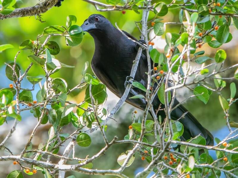 Halmahera Paradise-crow, 照片 4