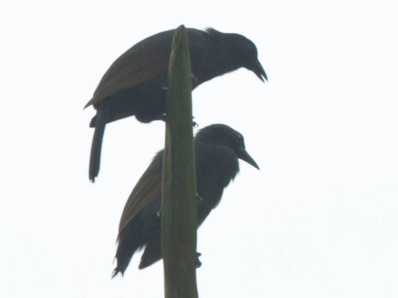 Halmahera Paradise-crow, 照片 2