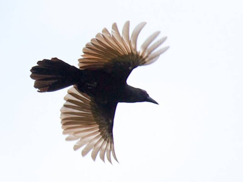 Halmahera Paradise-crow