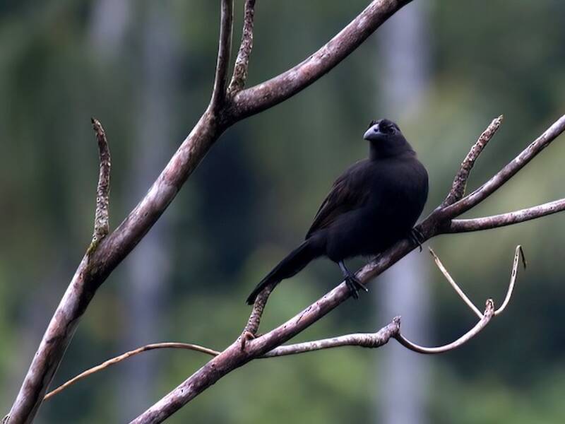 Halmahera Paradise-crow, 照片 3