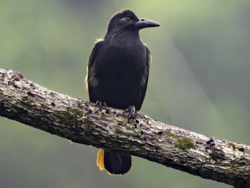 Obi Paradise-crow, Photos 3