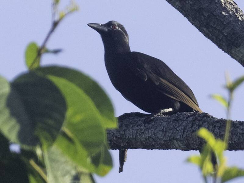 Obi Paradise-crow, Photos 2