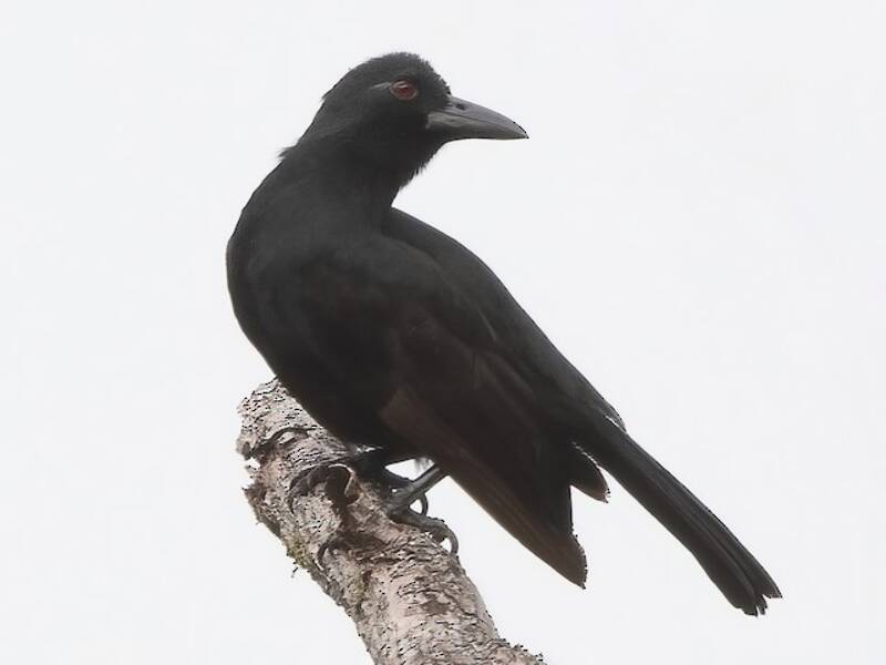 Obi Paradise-crow