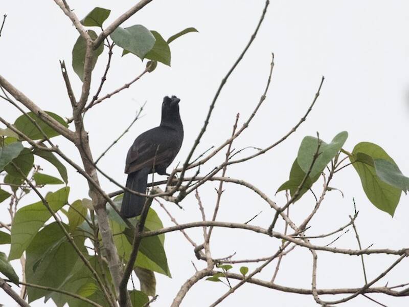 Obi Paradise-crow, Photos 4